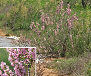 Гоохгор сухай 